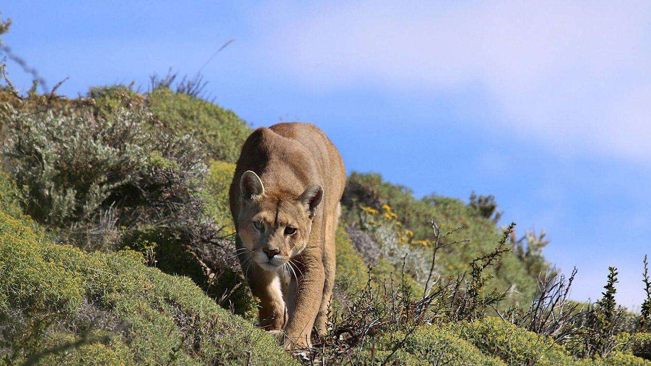 Puma: Lion of the Andes