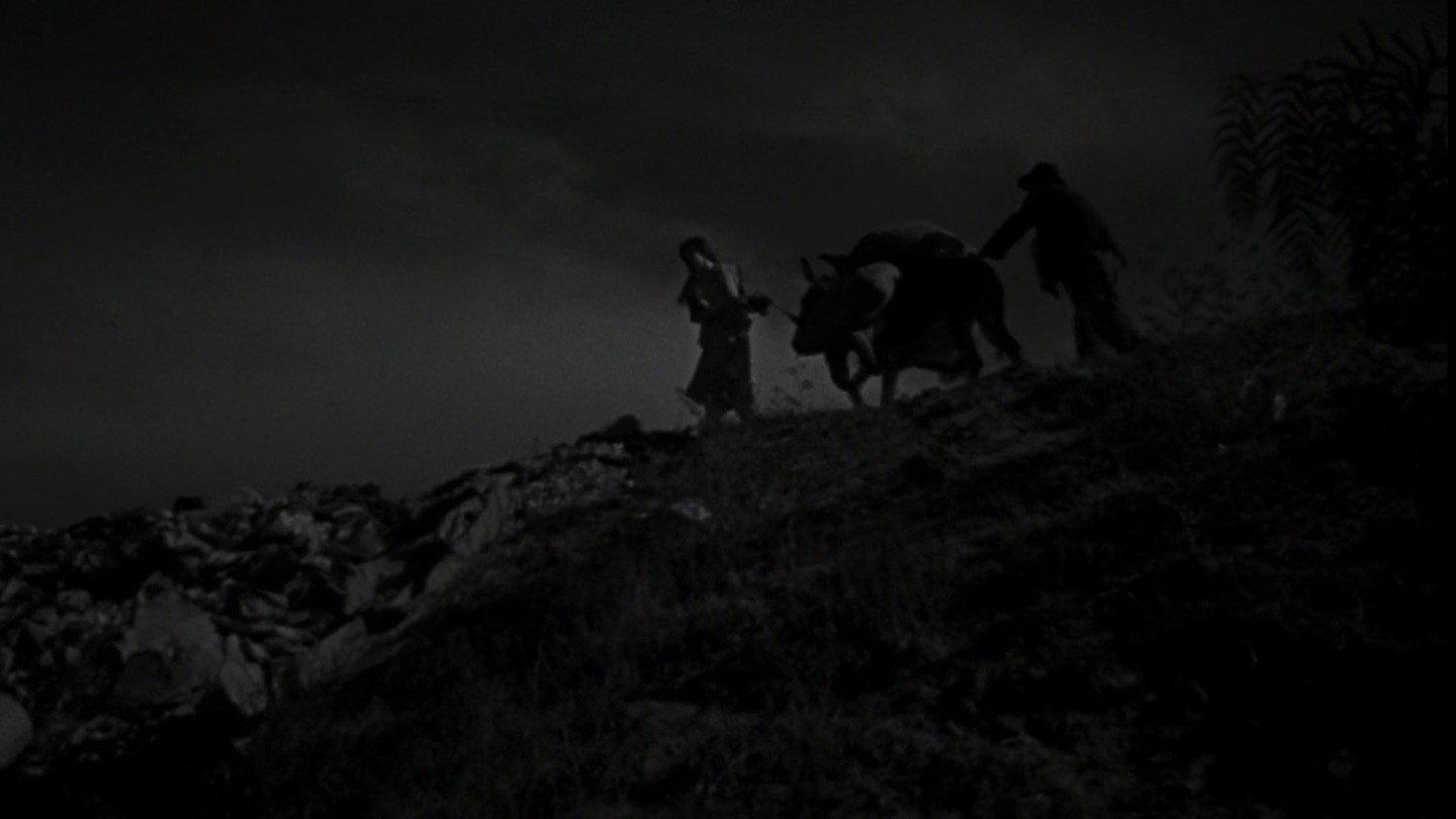 The Young and the Damned