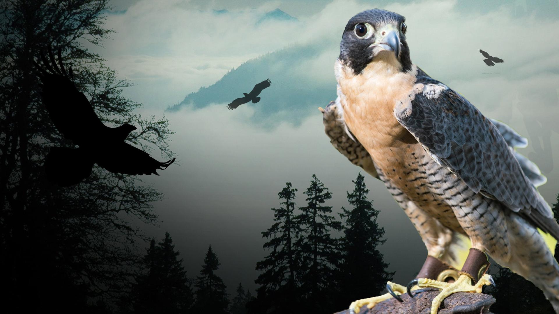 Peregrine Falcon: Lord of the Skies