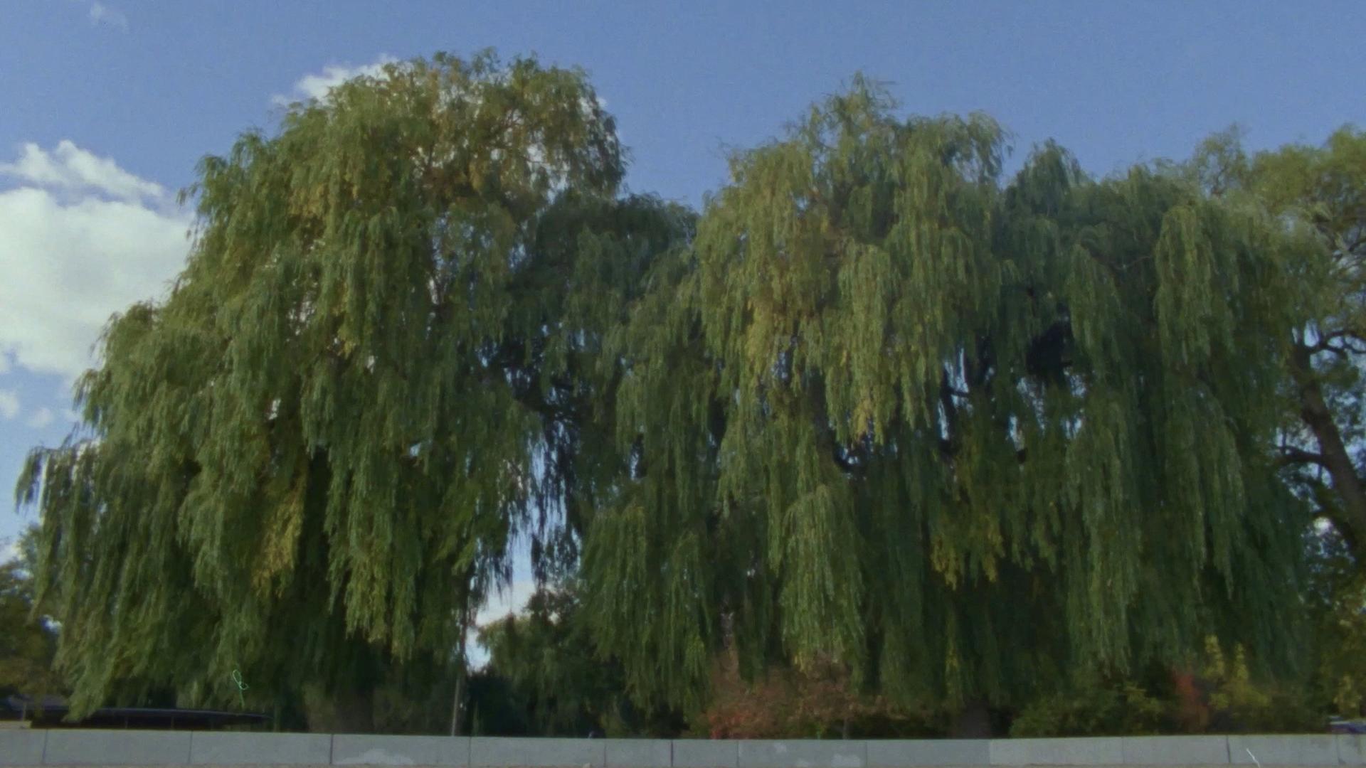 Willow World