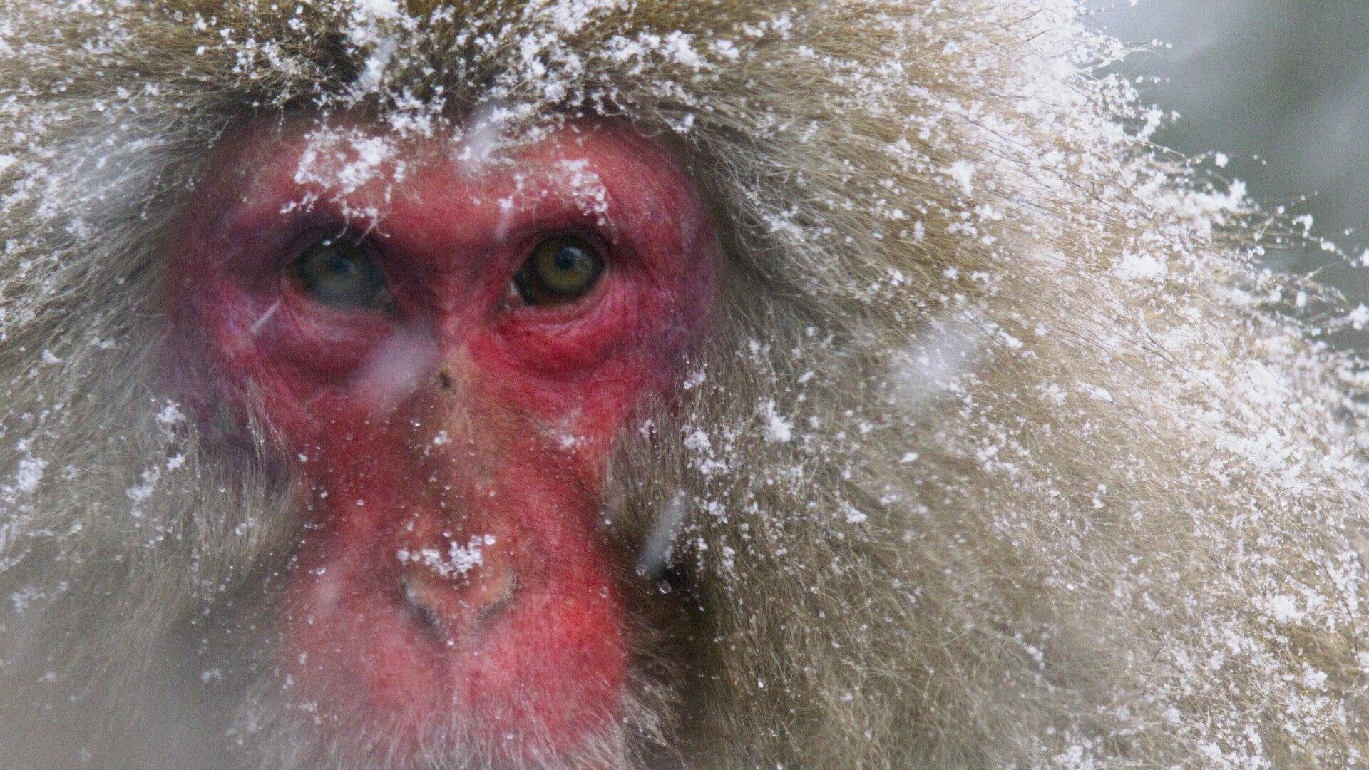 Japans Schneeaffen Hautnah