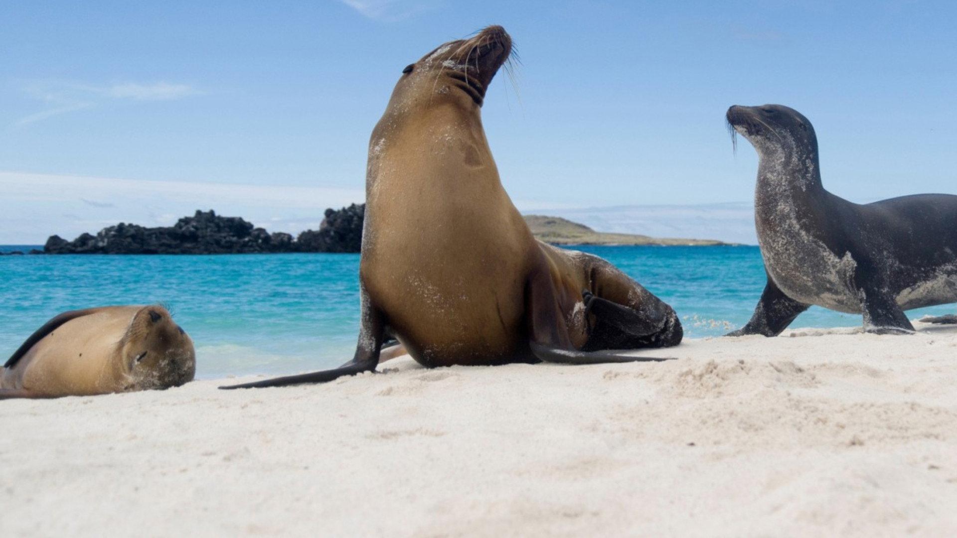 Galapagos