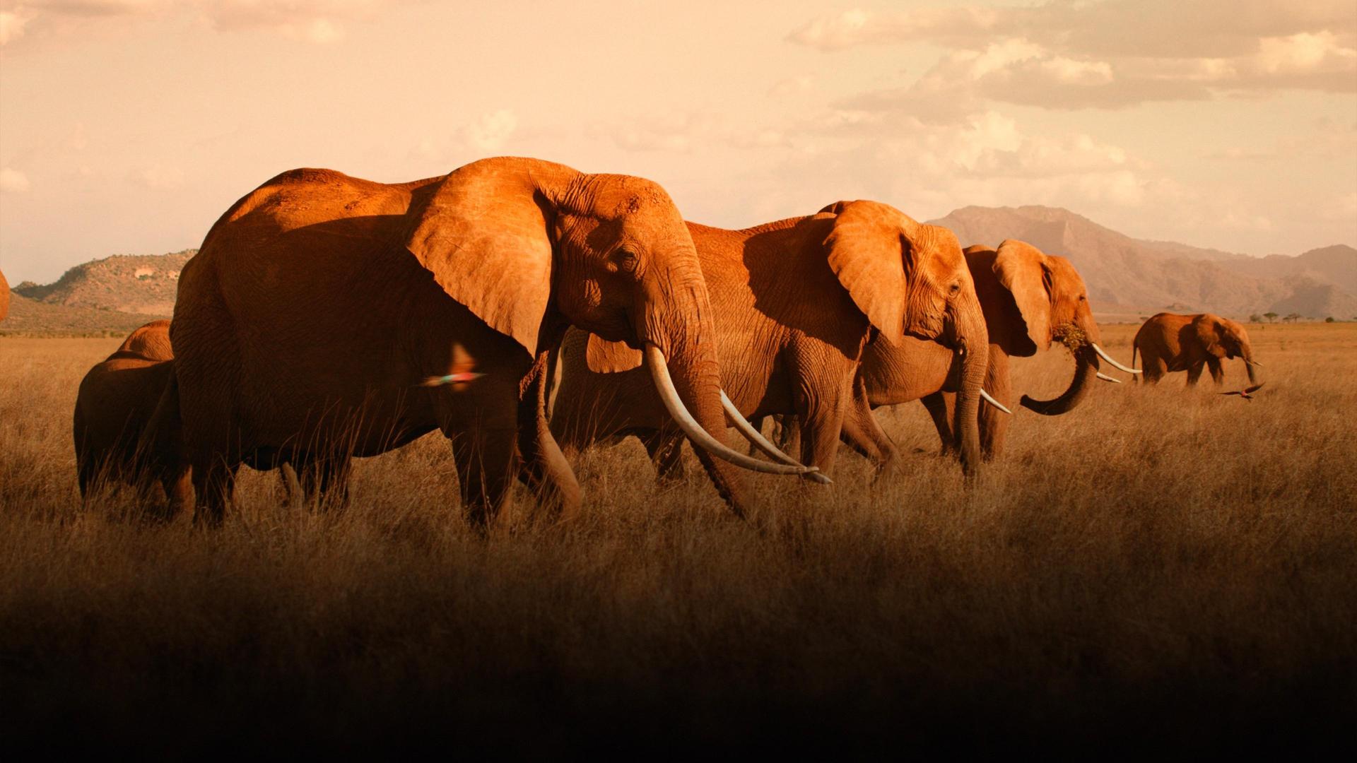The Elephant Queen