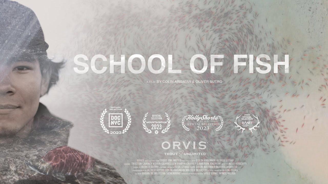 School of Fish