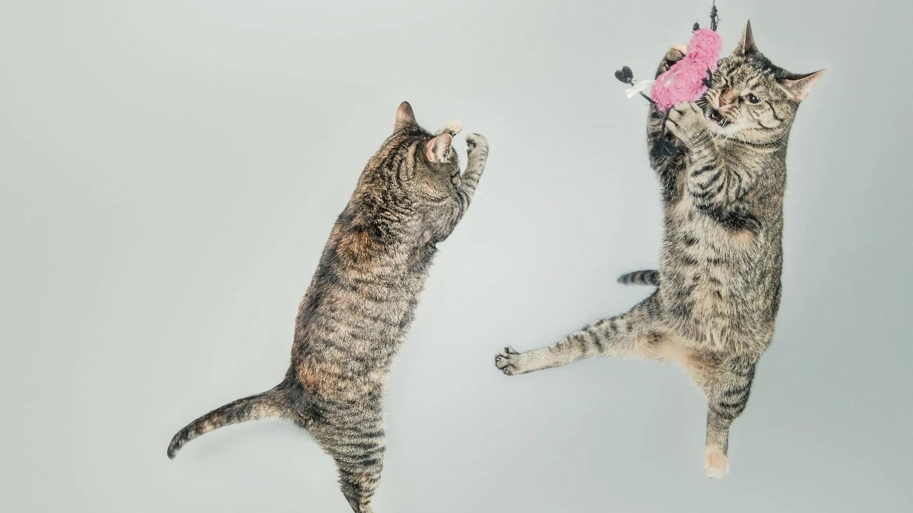 CatVideoFest 2026