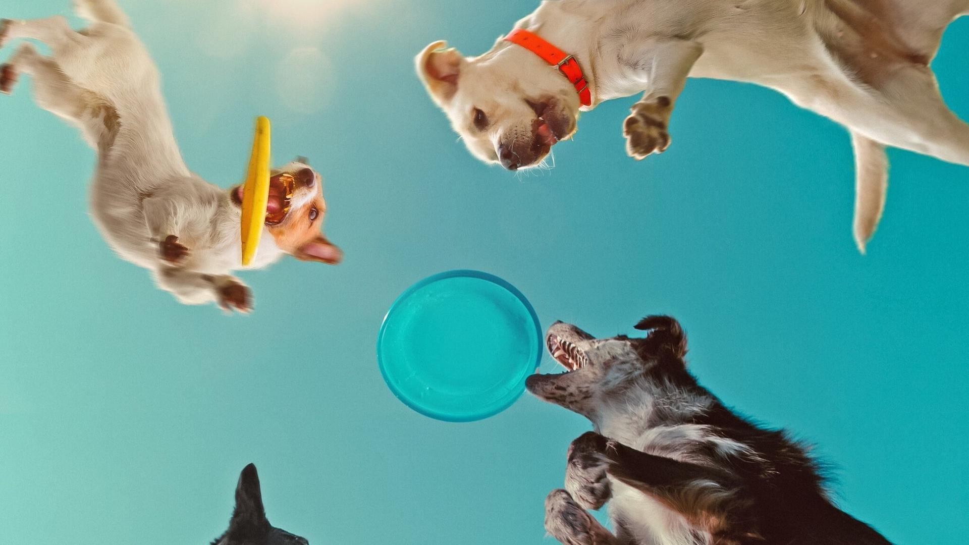 Inside the Mind of a Dog